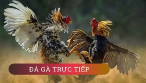 Cách Chơi Đá Gà WS168 Tại Goal123 Hấp Dẫn Nhất 2025