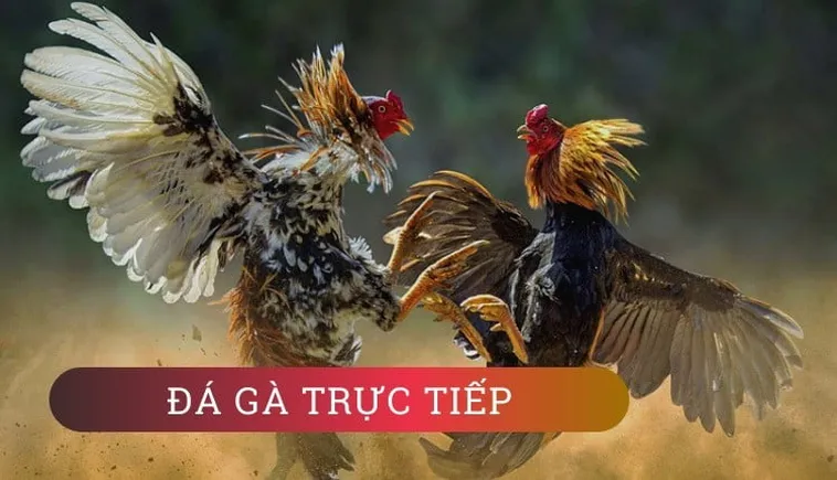 Cách Chơi Đá Gà WS168 Tại Goal123 Hấp Dẫn Nhất 2025